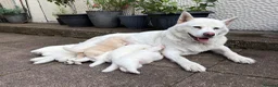 Japanese Akita Inu dogs for sale: 6 cute puppies in Birmingham - Advert 1
