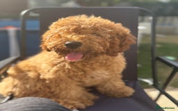 Cockapoo dogs for sale: Male Cockapoo Puppy 8 months.  - Image 5
