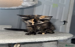 Mixed Breed cats for sale: Playful Kittens Ready to Melt Your Heart ❤️ - Image 6