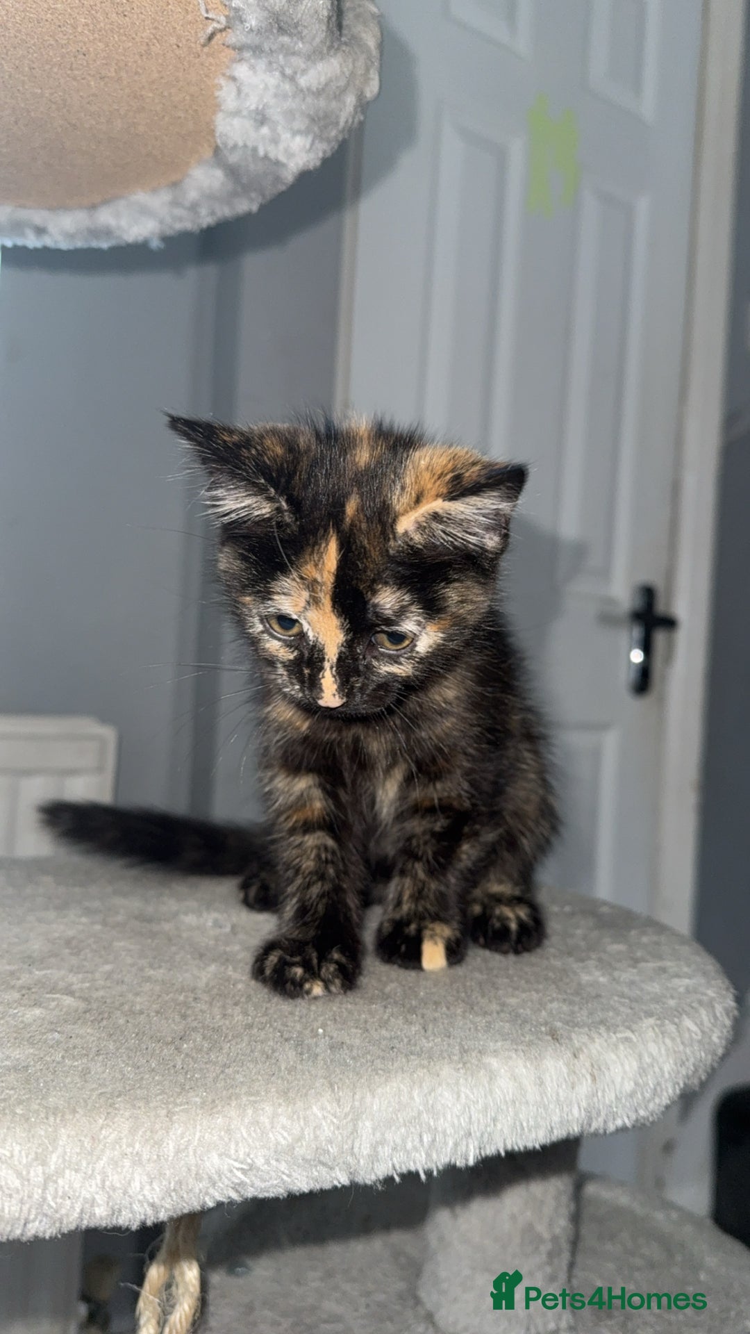 Mixed Breed cats for sale: Playful Kittens Ready to Melt Your Heart ❤️ - Image 6