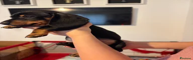 Miniature Dachshund Puppy 1 Black & Tan