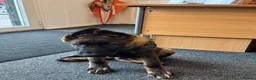 German Shepherd dogs for sale: KC Registered German Shepherd PuppiesChampion Line - Advert 23
