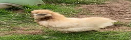 Chickens poultry for sale: Bearded Silkie Hatching Eggs - Advert 6