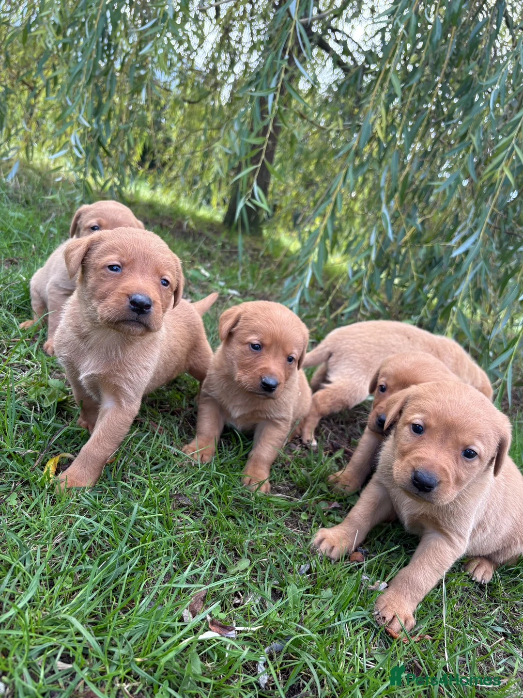 Labrador Retriever dogs for sale: KC Registered Fox Red Labrador Puppies  - Advert 9