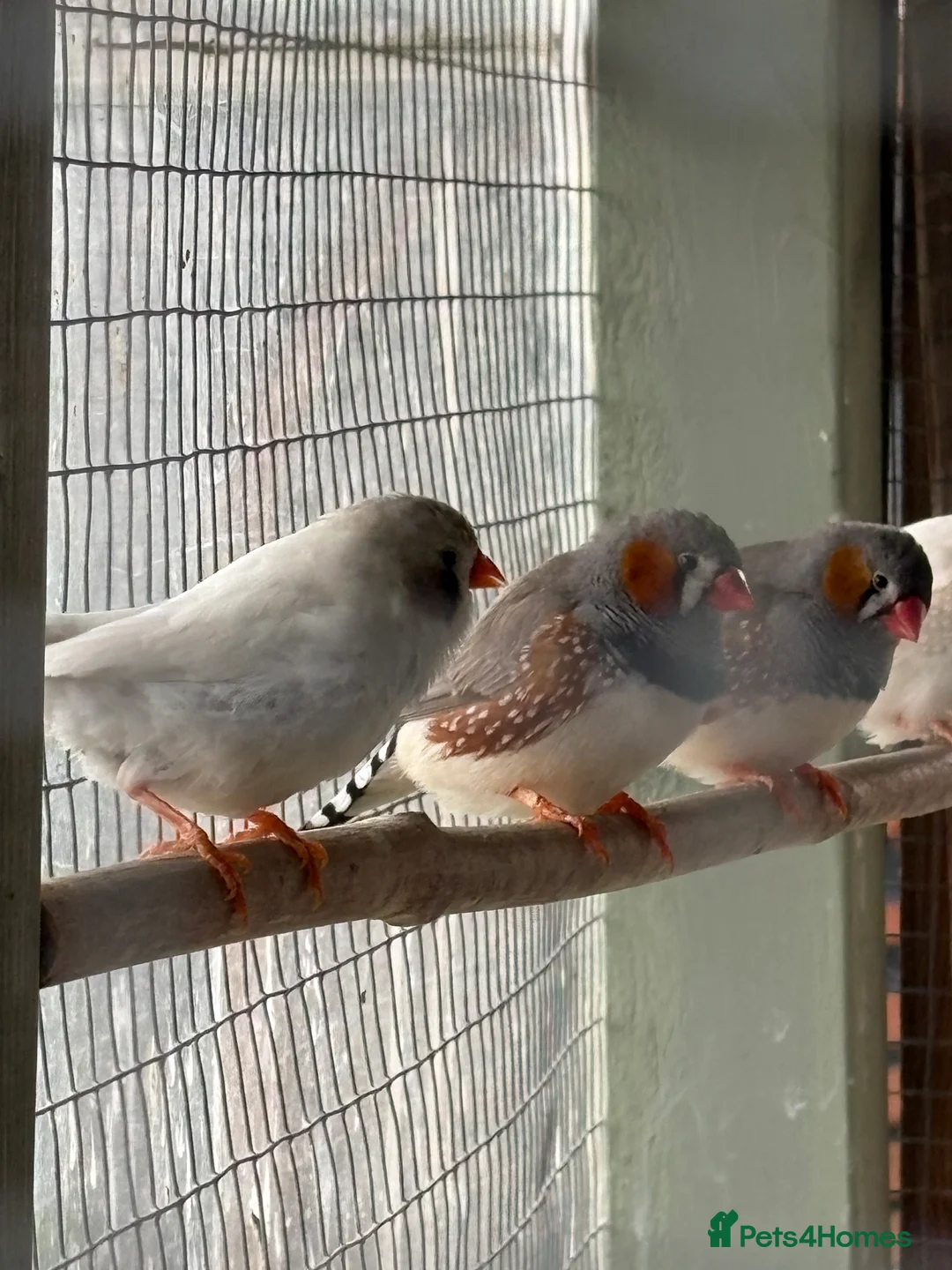 Finches birds for sale: Zebra finches  in Middlesbrough - Advert 2