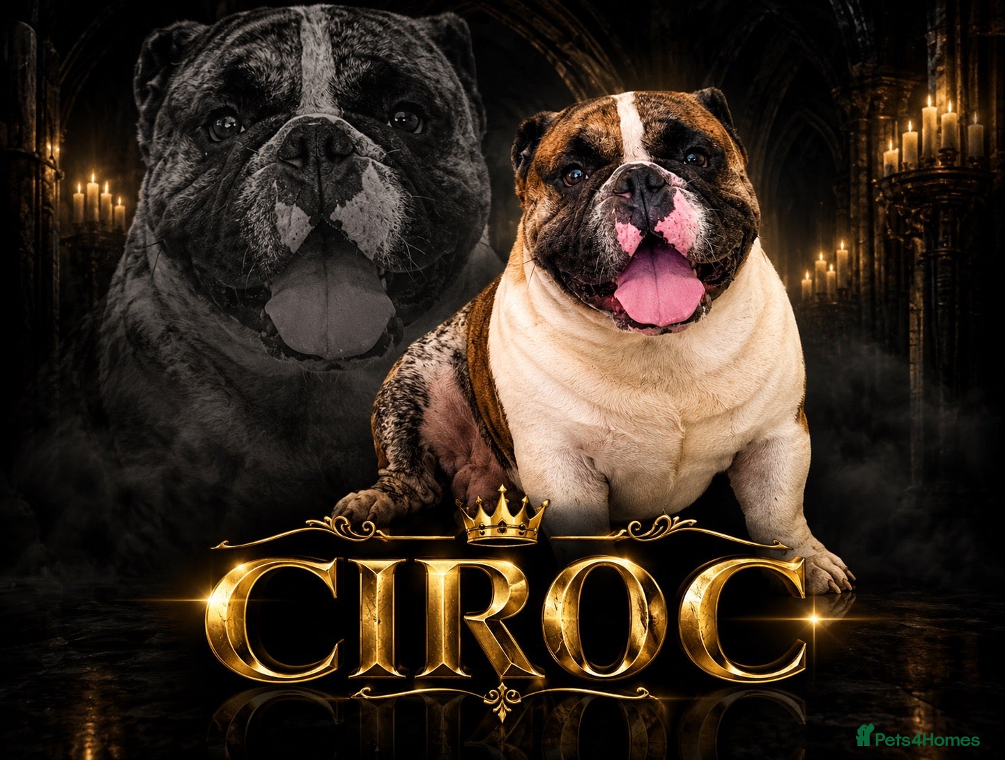 Olde English Bulldogge dogs for stud: Círoc open for stud - Advert 7