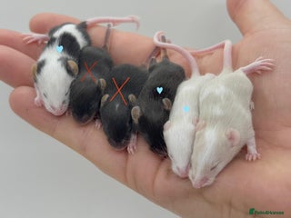 Mouse rodents - Advert 3
