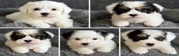 Biewer Terrier dogs for sale: Beautiful biewer terrier puppies 💙🩷 - Advert 11