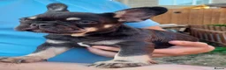 French Bulldog dogs for sale: Ready now, quality French Bulldog Puppies  - Advert 20