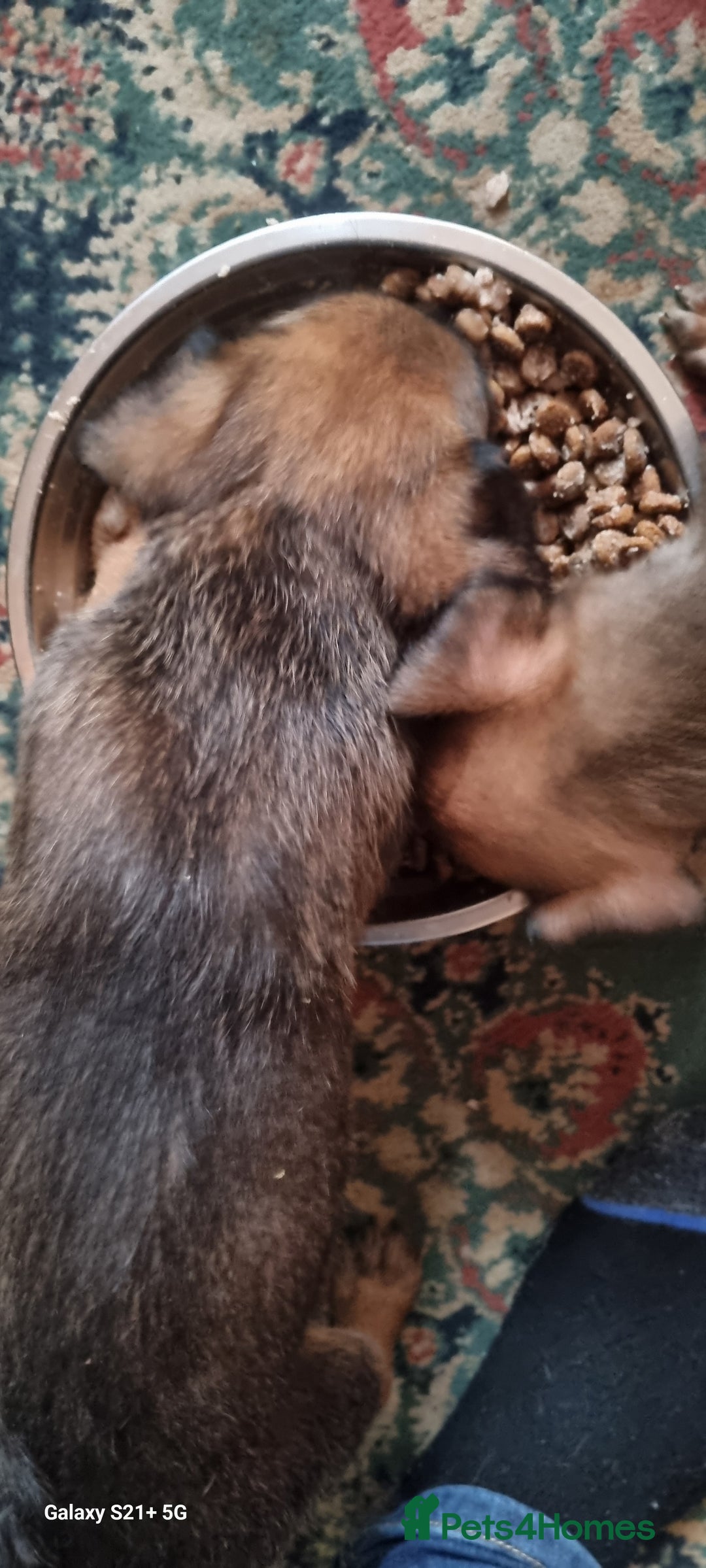 Mixed Breed dogs for sale: Belgian mally x saluki pups  - Image 2