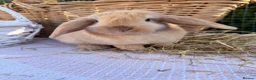 Mini Lop rabbits for sale:  Gorgeous mini Lop babies  - Advert 19