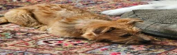 Mixed Breed dogs for adoption: Reeva in Buxton - Advert 5