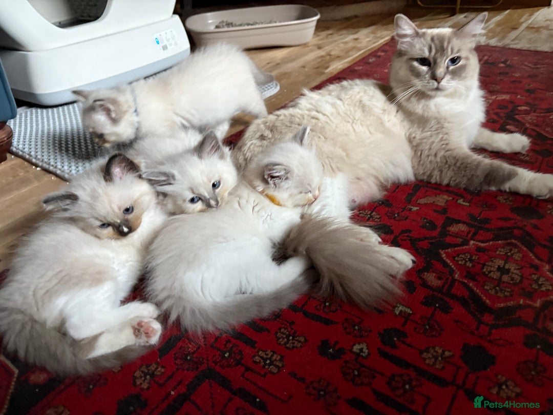 Ragdoll cats for sale: Stunning 💎 Ragdoll blue point girl kitten - Image 14