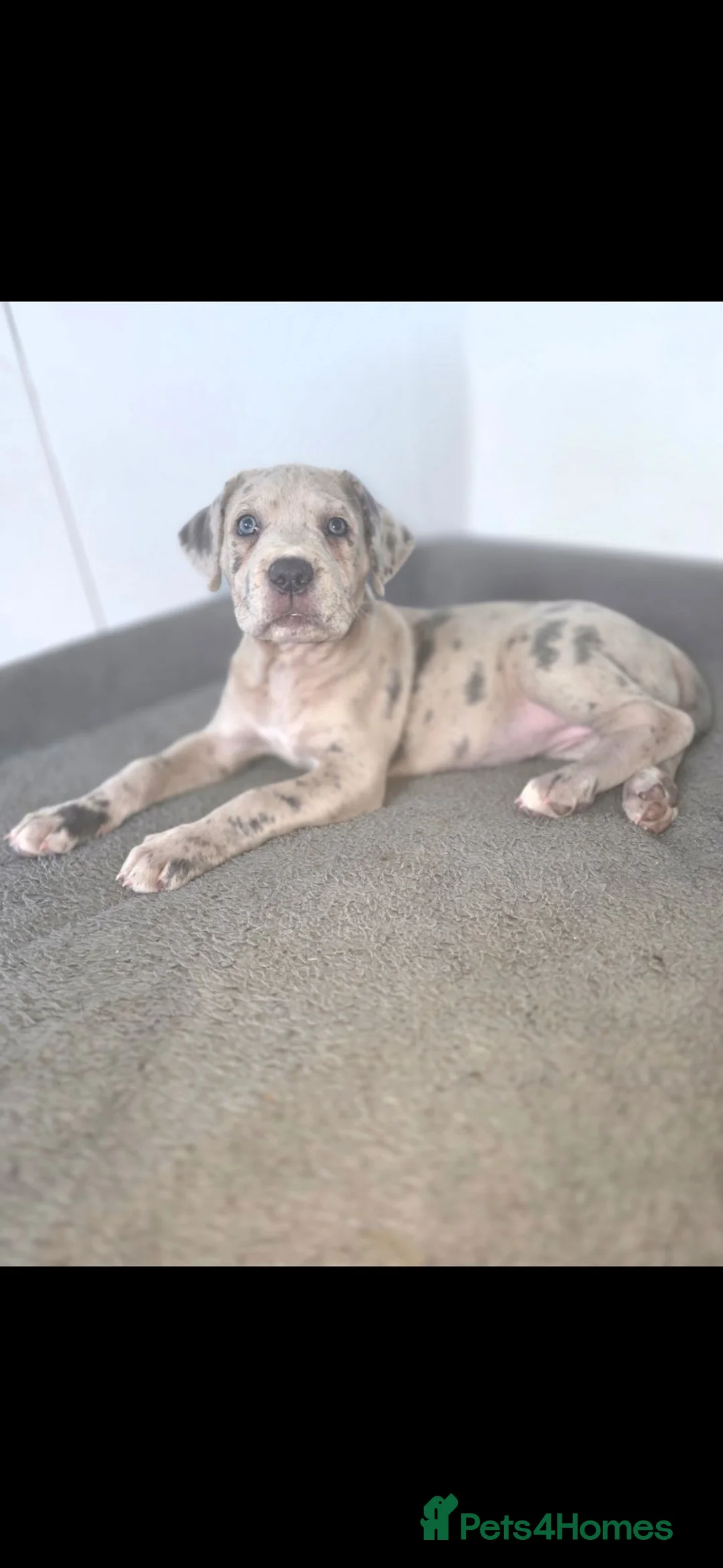 Cane Corso dogs for sale: Cane Corso Puppy - Advert 1
