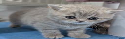 British Shorthair cats for sale: British Shorthair Kittens GCCF Pedigree Registered - Advert 3