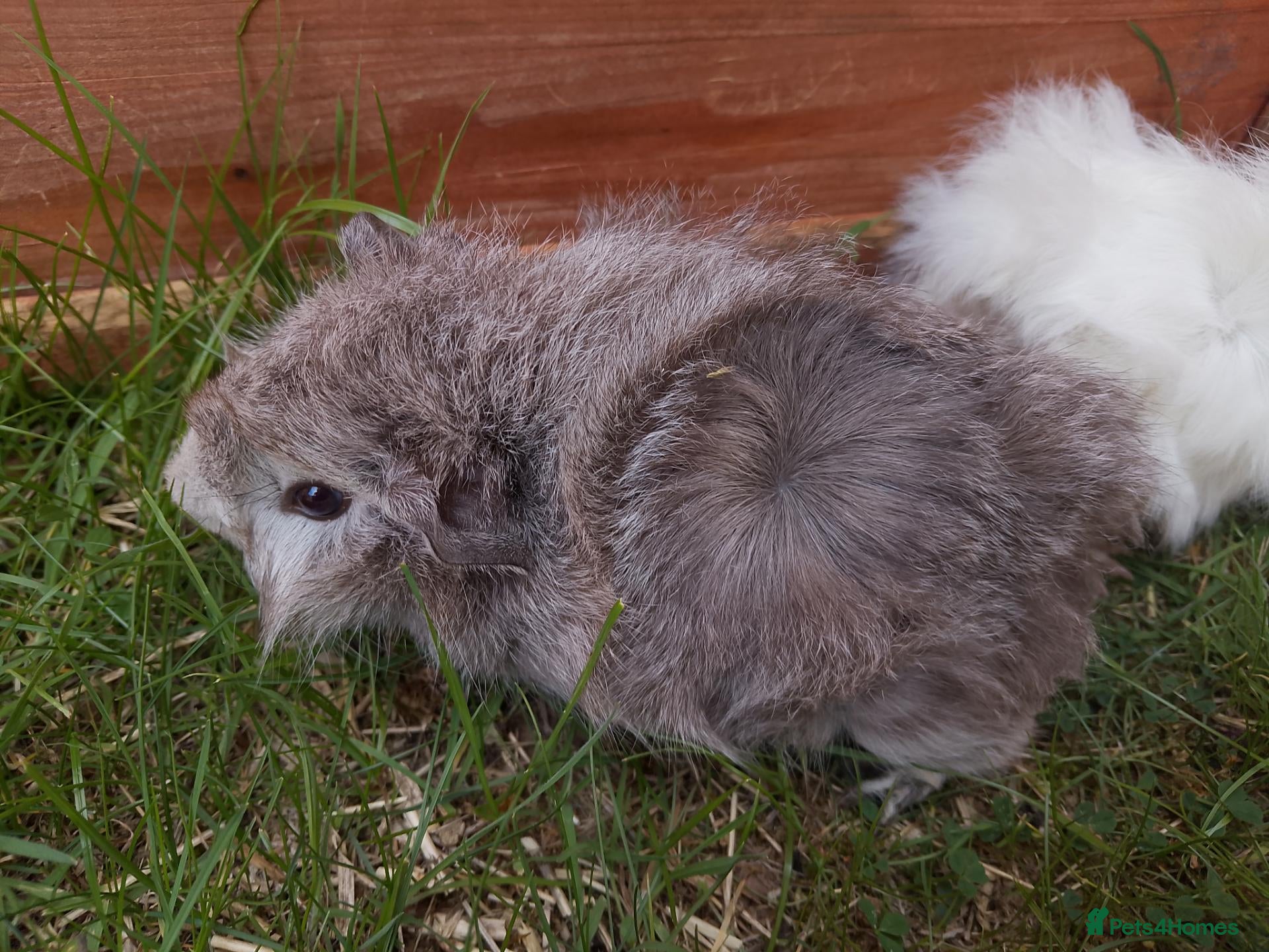 Guinea Pig rodents Baby & Adult guinea boars looking for new homes - Advert 9