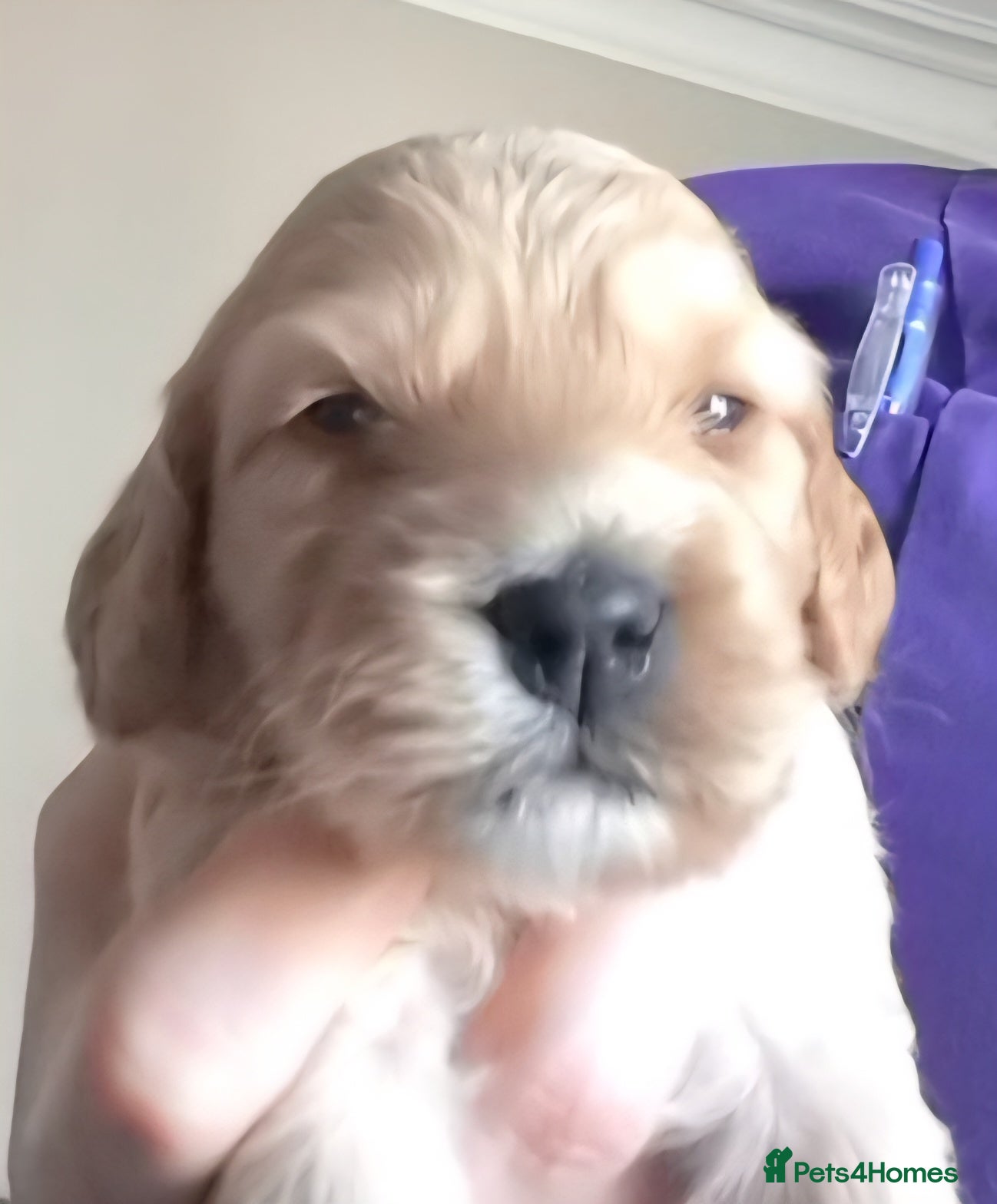 Cockapoo dogs Female Red Fox Cockapoo Puppies for sale - Advert 2