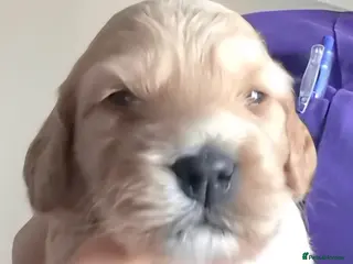 Cockapoo dogs Female Red Fox Cockapoo Puppies for sale - Advert 2