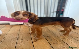 Cocker Spaniel dogs for sale: Working cocker for sale (Mylo)  - Image 14