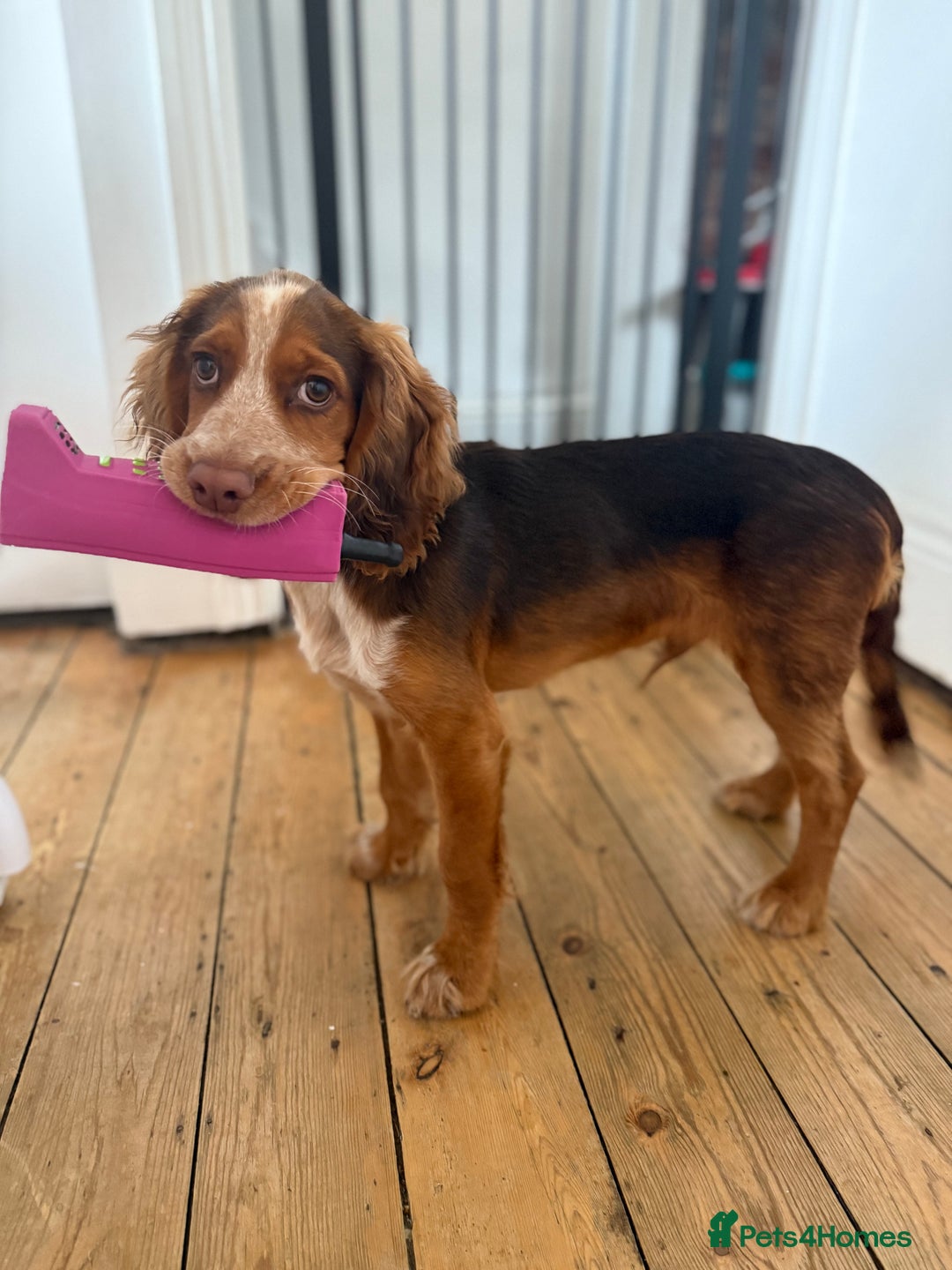 Cocker Spaniel dogs for sale: Working cocker for sale (Mylo)  - Image 14