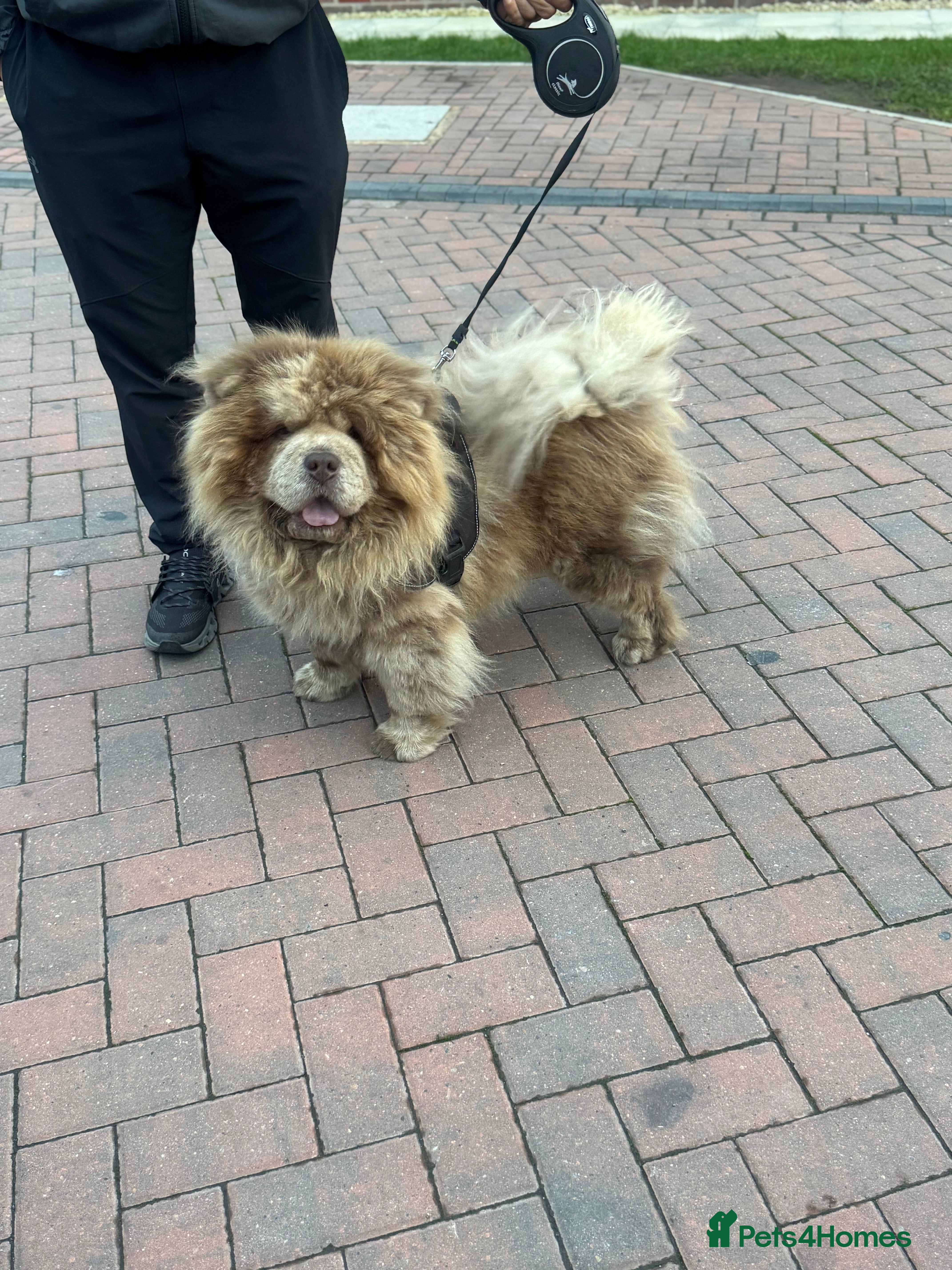 Chow Chow dogs CASH LILAC MERLE CHOW CHOW STUD  in Bradford - Advert 5