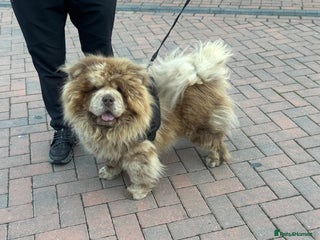 Chow Chow dogs CASH LILAC MERLE CHOW CHOW STUD in Bradford - Advert 7