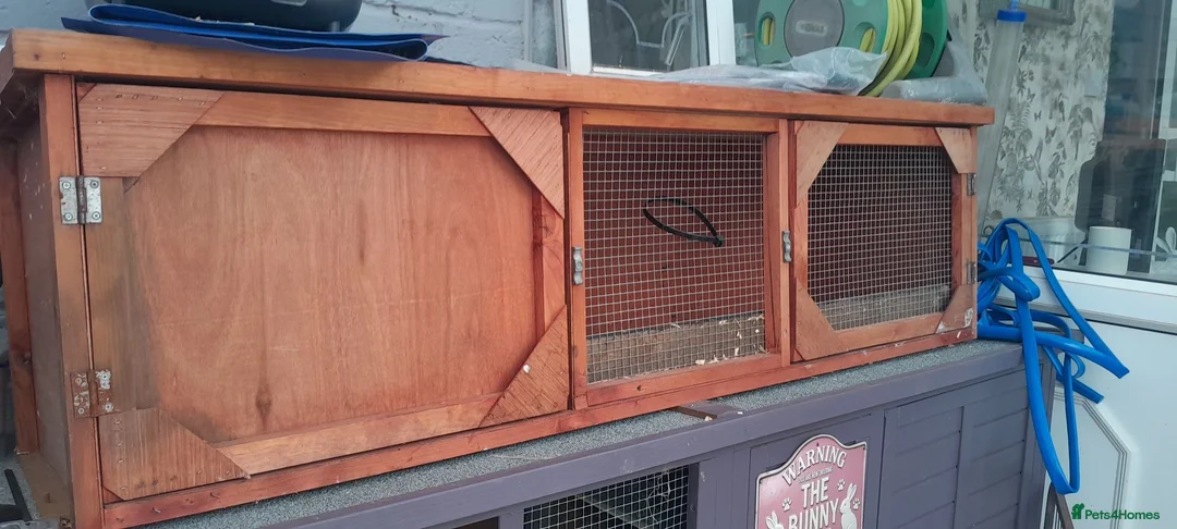 Mini Lop rabbits for sale: Mini lop baby girls and 4 month buck - Advert 9