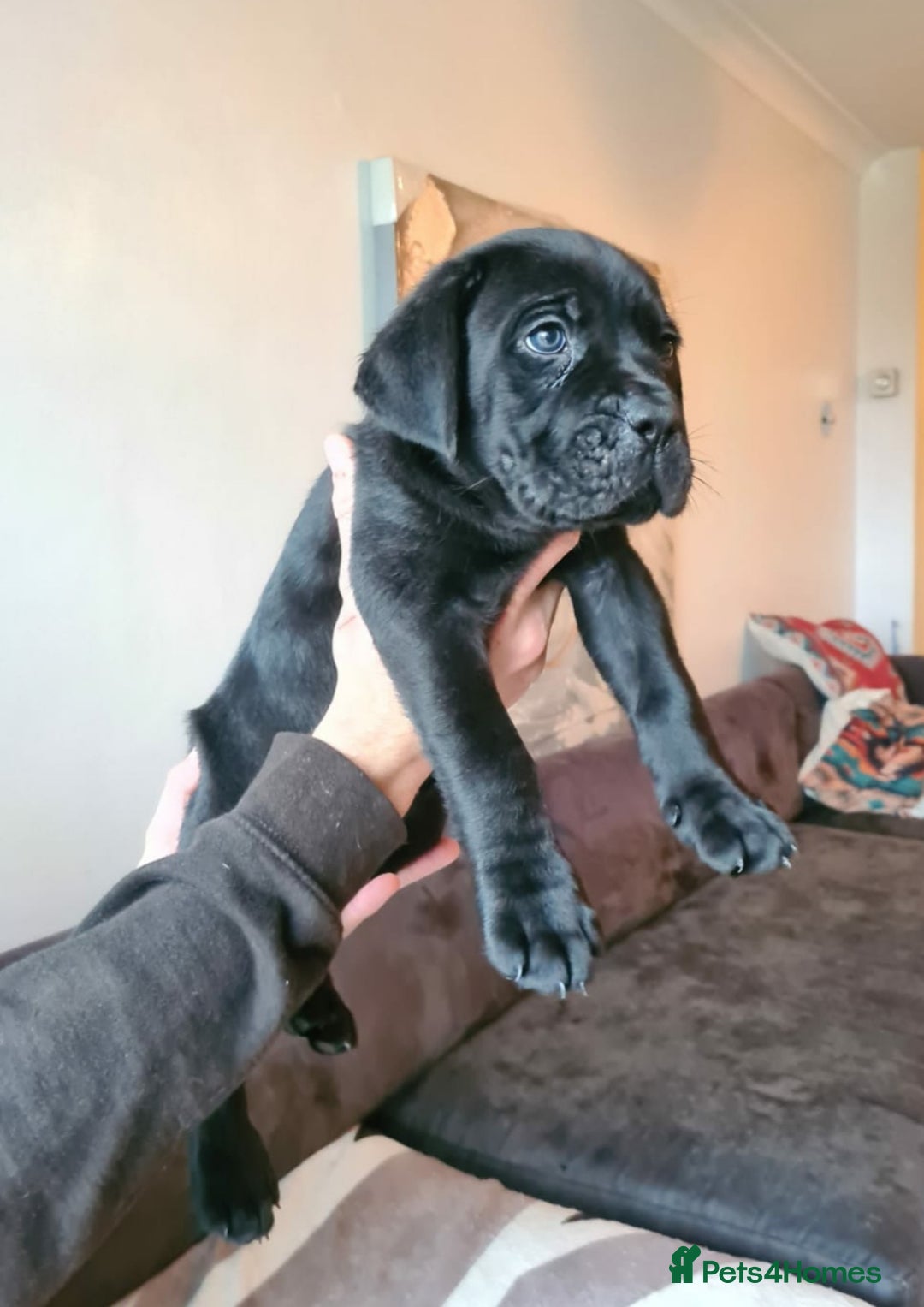 Cane Corso dogs for sale: Outstanding champion bloodline Cane Corso's - Advert 11