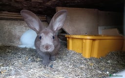 Rex rabbits for sale: Rex mix  - Image 3
