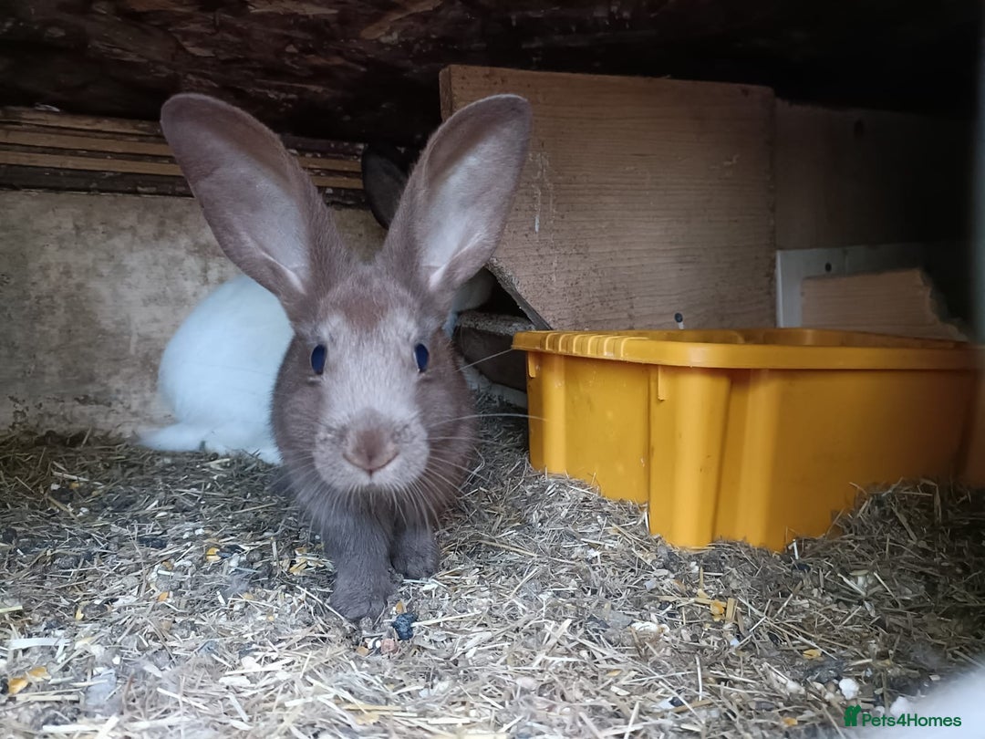 Rex rabbits for sale: Rex mix  - Image 3