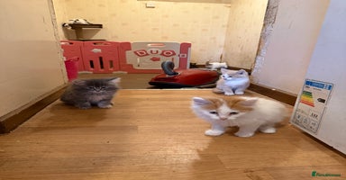 Maine Coon cats - Advert 14