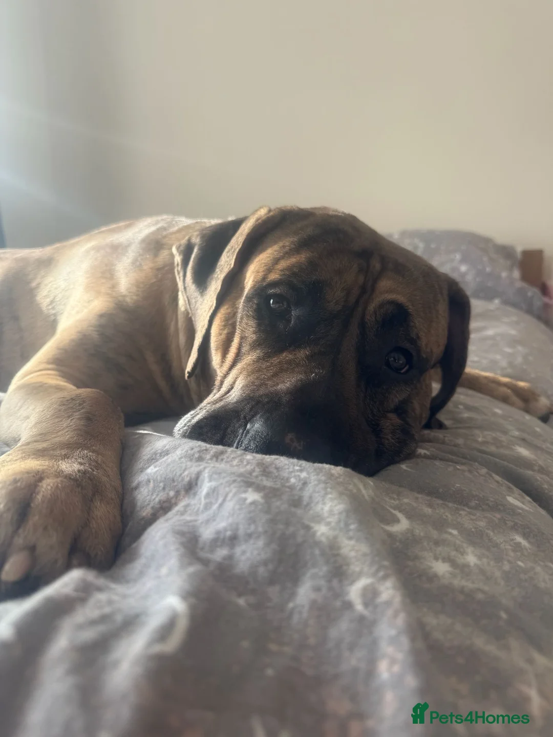 Canaries birds for sale: Kane looking for girlfriend - Advert 3