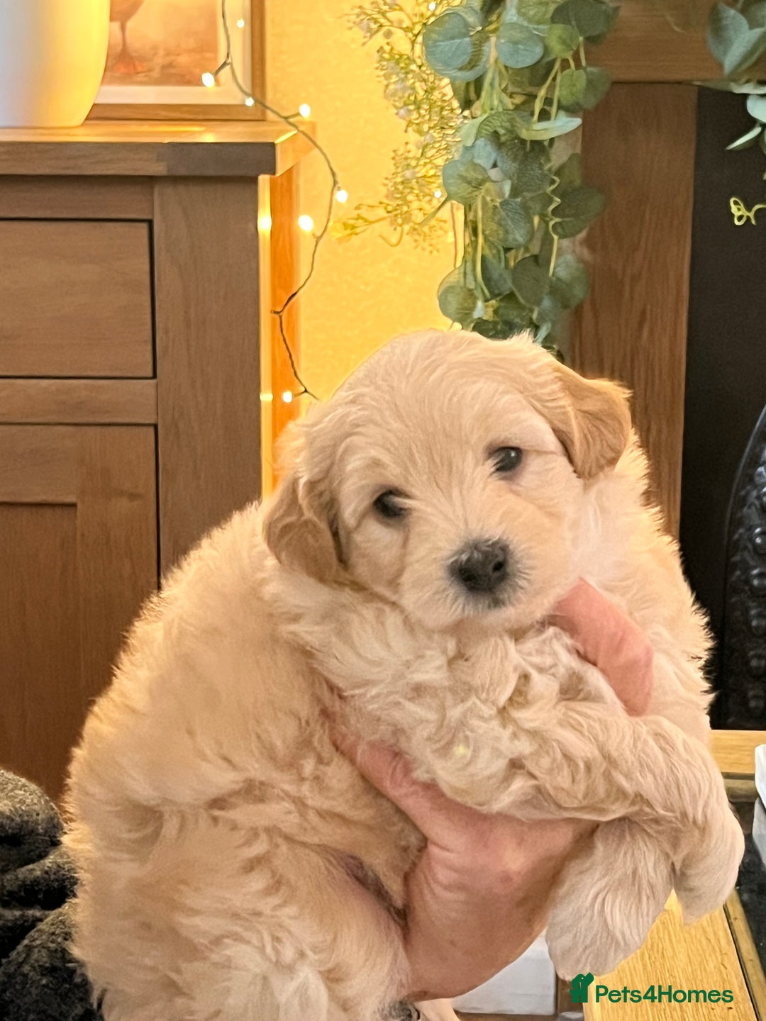 Maltipoo dogs for sale: Maltipoo puppies  - Advert 27