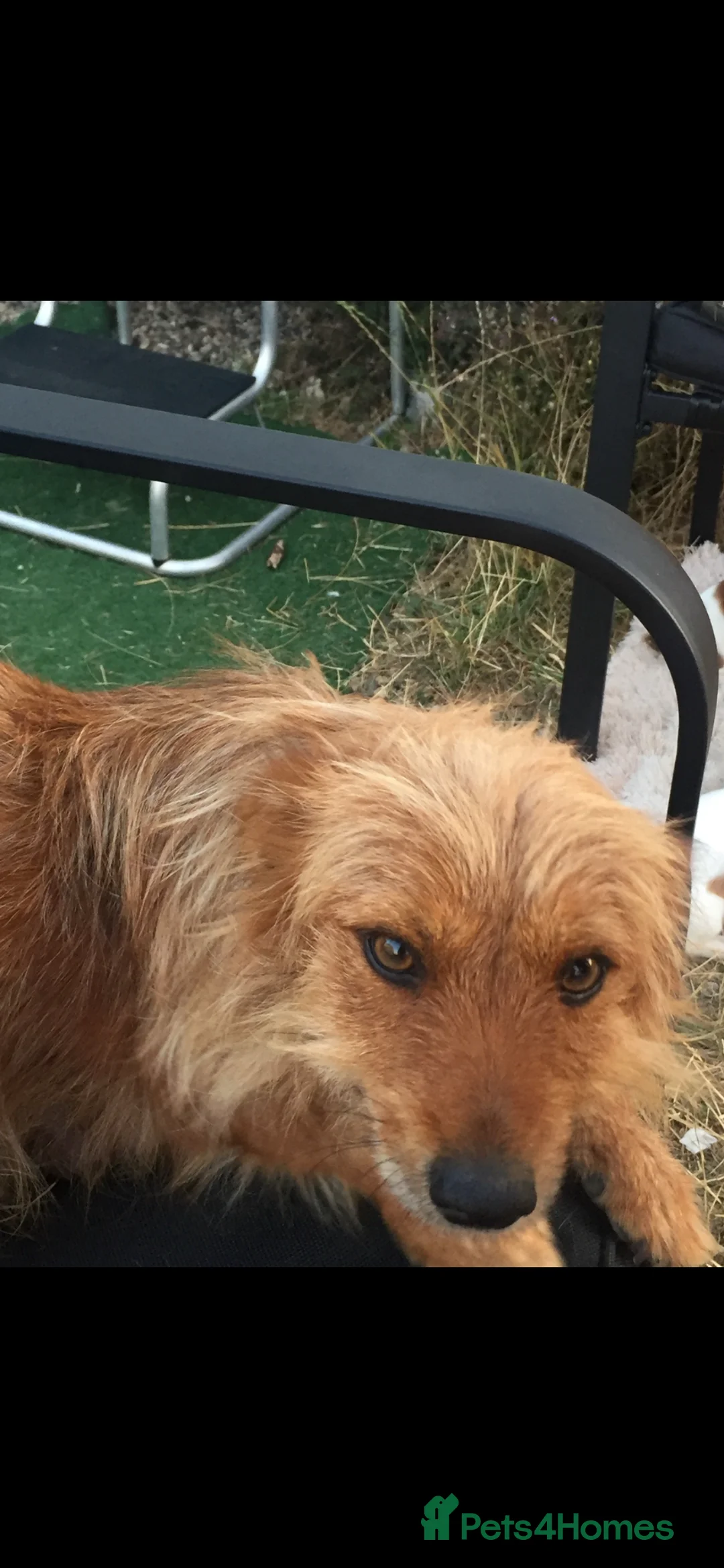 Mixed Breed dogs for sale: Jack Russell cross patterdale - Advert 10