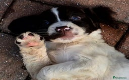 Sprocker dogs for sale: Beautiful sprocker pups  - Image 3