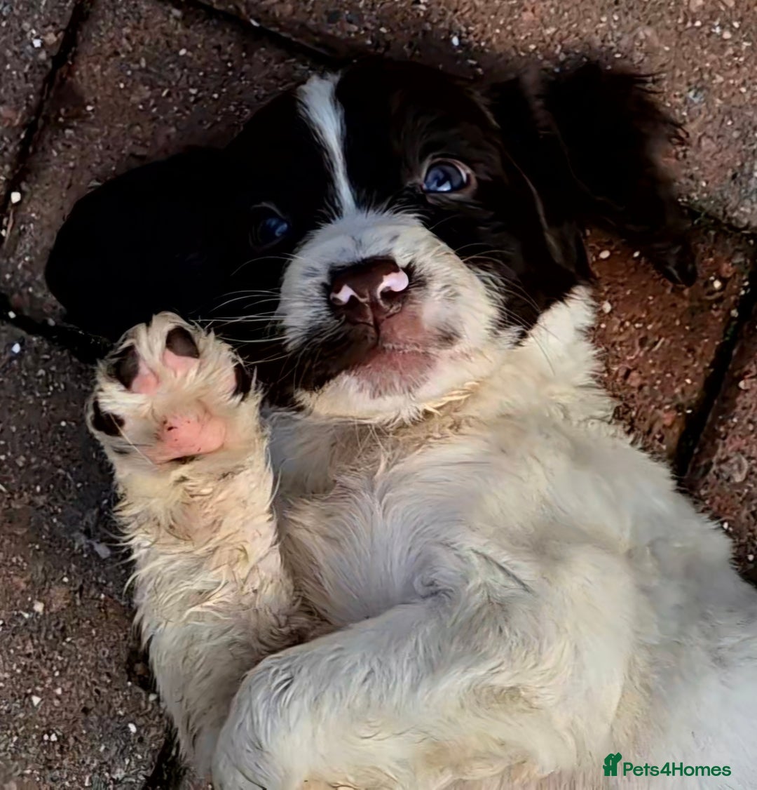 Sprocker dogs for sale: Beautiful sprocker pups  - Image 3