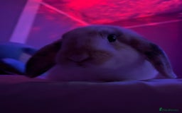Mixed Breed rabbits for sale: Mixed breed rabbit - Image 3