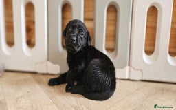 Labrador Retriever dogs for sale: 7 STUNNING BLACK LABRADOR PUPPIES - Image 14