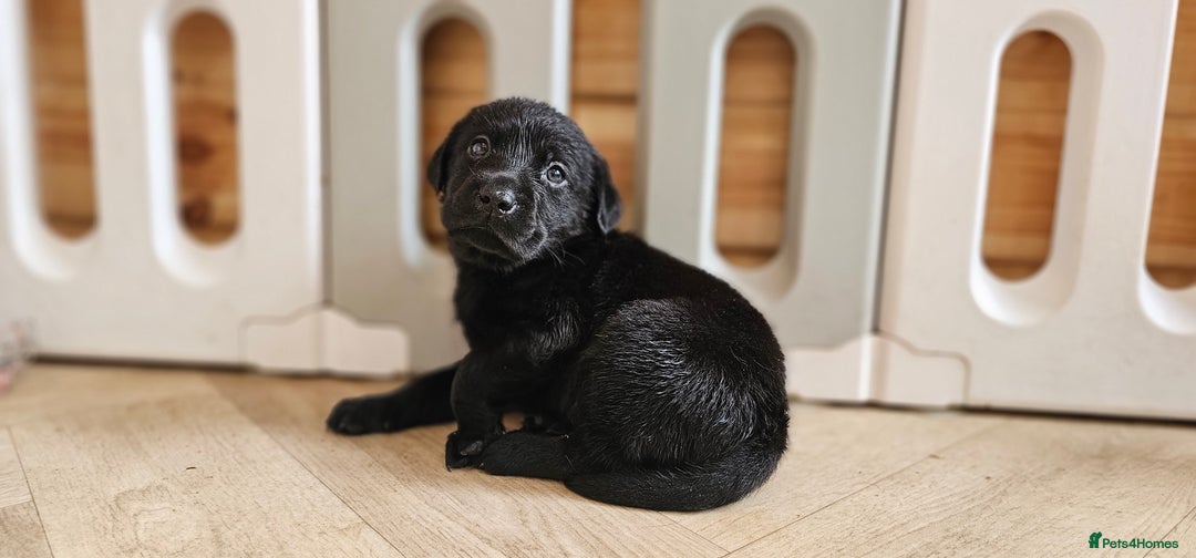 Labrador Retriever dogs for sale: 7 STUNNING BLACK LABRADOR PUPPIES - Image 14