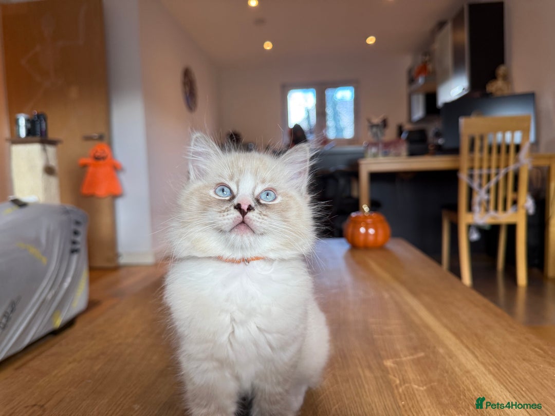 Ragdoll cats for sale: Ragdoll Kittens for Sale - Image 33