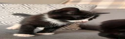 Scottish Fold cats for sale: Scottish and british kittens - Advert 17