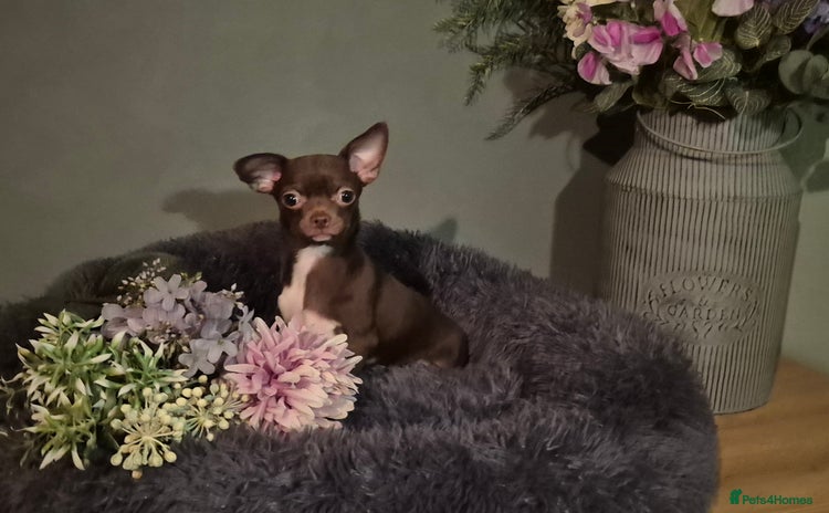 Chihuahua dogs ❤️KC Chihuahua Puppies Ready Now Vaccinated  - Advert 9
