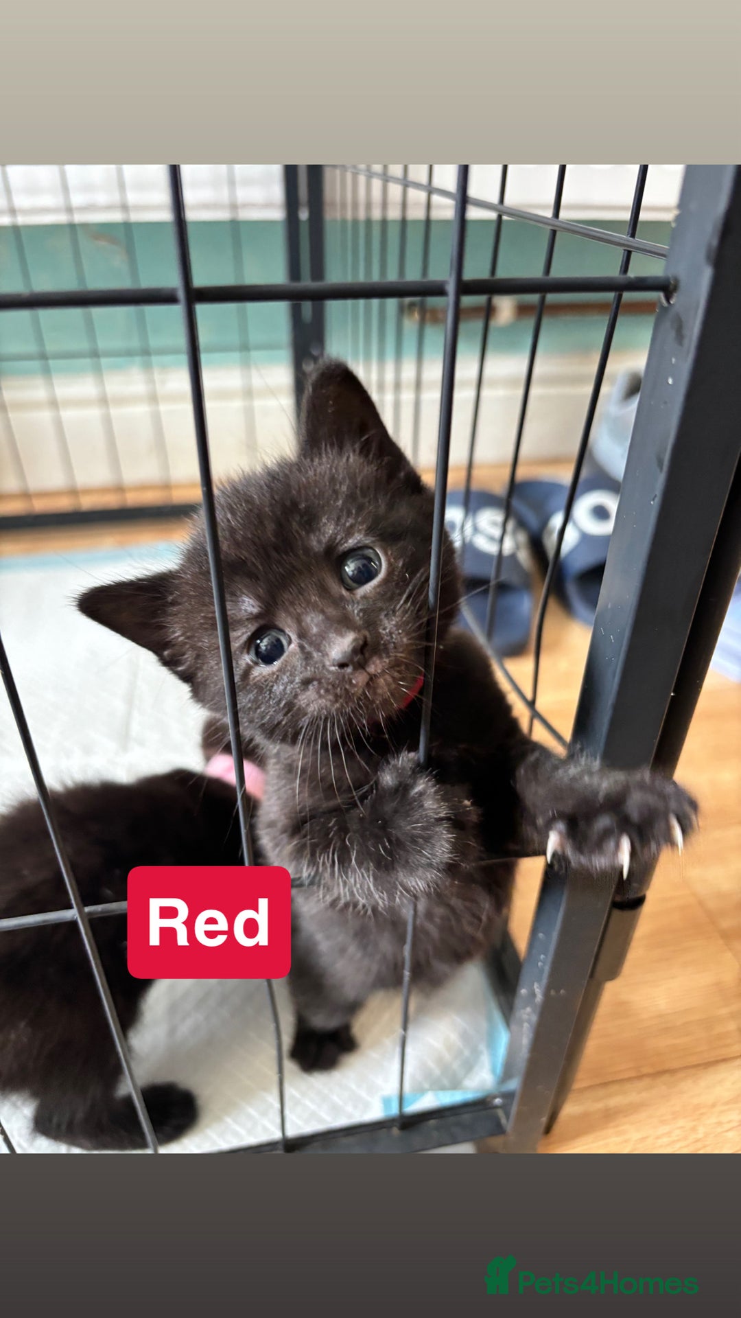Mixed Breed cats for sale: Beautiful black kittens for sale  - Image 3