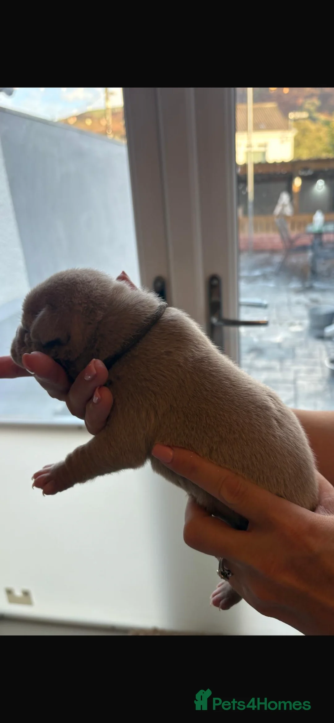 American Bully dogs for sale: Pocket Bullys  - Advert 2