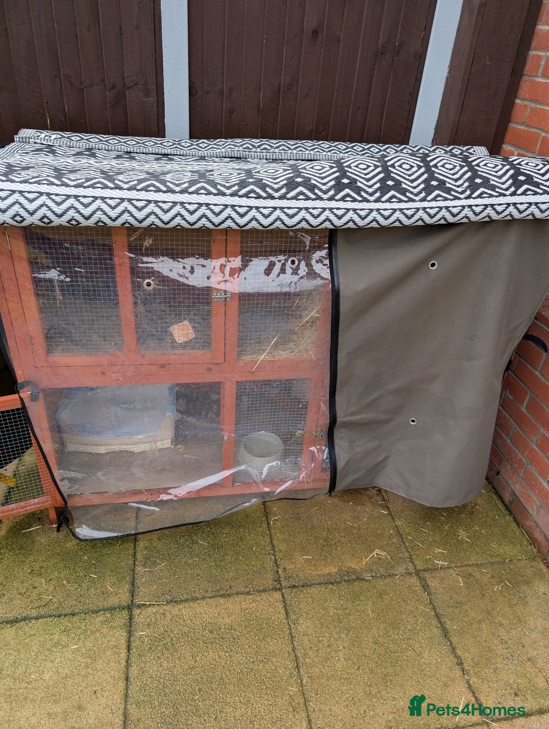 Mini Lop rabbits for sale: Bonded Pair of Mini Lop Males – 9 Months Old - Advert 7