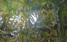 Other/Mixed Breed fish for sale: Beautiful Guppies for Sale price per one fish - Image 3