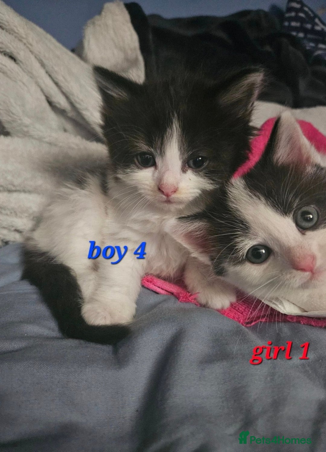 Mixed Breed cats for sale: Russian blue mix kittens  - Image 6