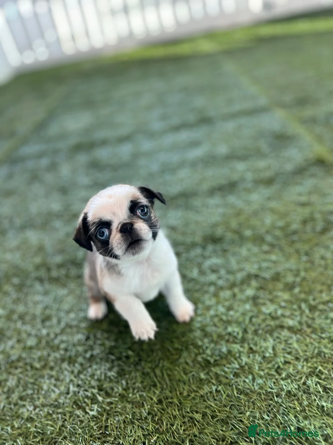 Pug dogs for sale: Rare panda pugs - Advert 16