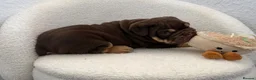 English Bulldog dogs for sale: Stunning English Bulldog Puppies 💖 - Advert 27