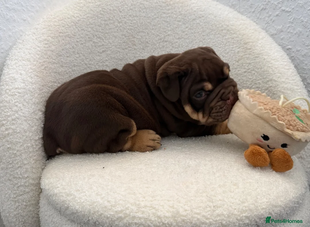 English Bulldog dogs for sale: Stunning English Bulldog Puppies 💖 - Advert 27